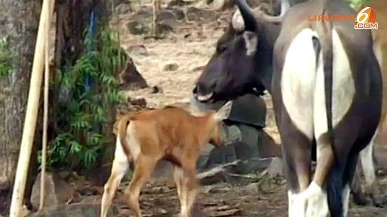 Mulai Langka, TNB Dikembangbiakan Banteng Jawa