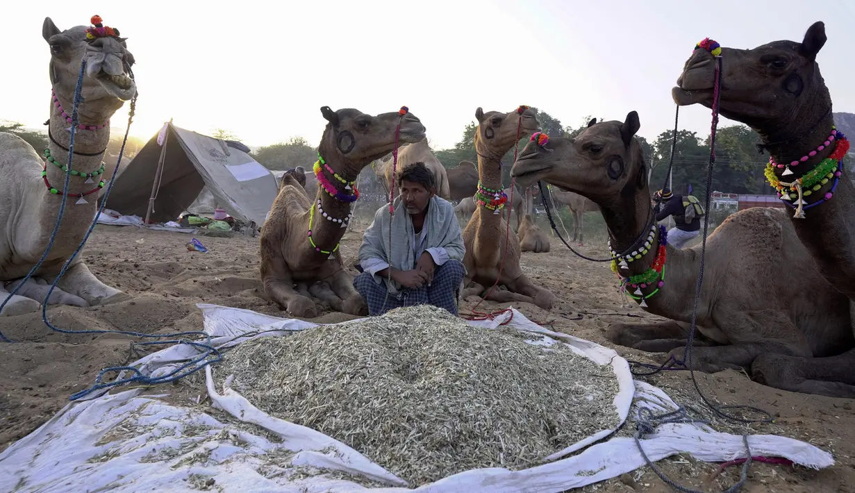 Seorang penggembala unta duduk dengan unta-untanya pada pameran ternak tahunan di Pushkar, India, 11 November 2021. Pushkar adalah tempat ziarah Hindu populer yang juga sering dikunjungi oleh turis asing pada pameran ternak tahunannya. (AP Photo/Deepak Sharma)