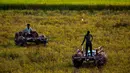 Para petani menggunakan gerobak kerbau untuk mengumpulkan padi di sawah di pinggiran Gauhati, India, Senin (27/5/2019). Lebih dari 70 persen penduduk India yang berjumlah 1,25 miliar terlibat dalam pertanian. (AP Photo/Anupam Nath)