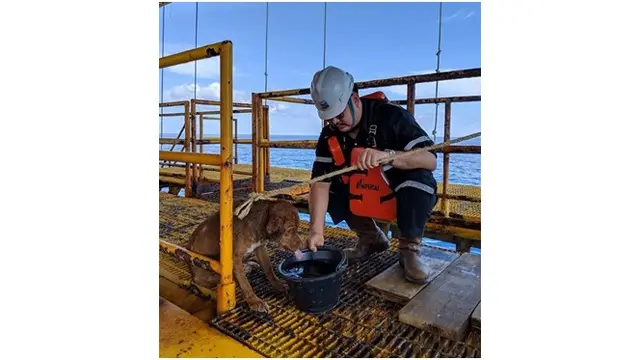 Pekerja Ini Selamatkan Anjing yang Terdampar di Tengah Laut, Kondisinya Bikin Miris