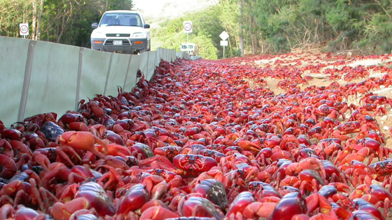 Melihat Jutaan Kepiting Merah Bermigrasi di Christmas Island
