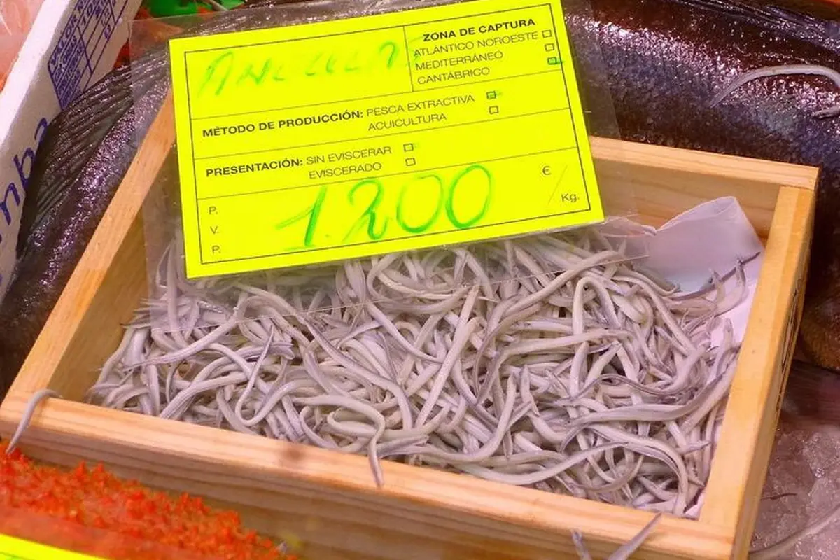 Aneh, Bayi Belut Berlendir Ini Malah Jadi Makanan Termahal di Spanyol