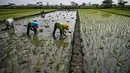 Petani menanam bibit padi di Sidoarjo, Jawa Timur, Rabu 3 Juni 2026. (JUNI KRISWANTO/AFP)