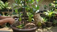 6 Cara Membuat Pohon Nangka Pendek Tapi Cepat Berbuah, Panduan Praktis dan Efektif