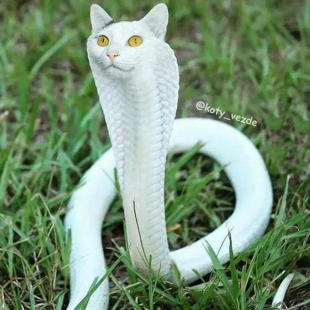 6 Editan Foto Ular Berkepala Kucing Ini Tampak Nyeleneh, Kocak