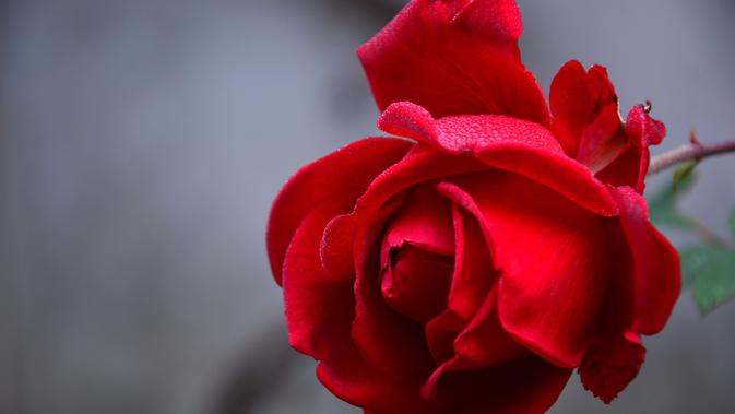Mengenal Bunga Mawar dalam Lintasan Sejarah Lifestyle 