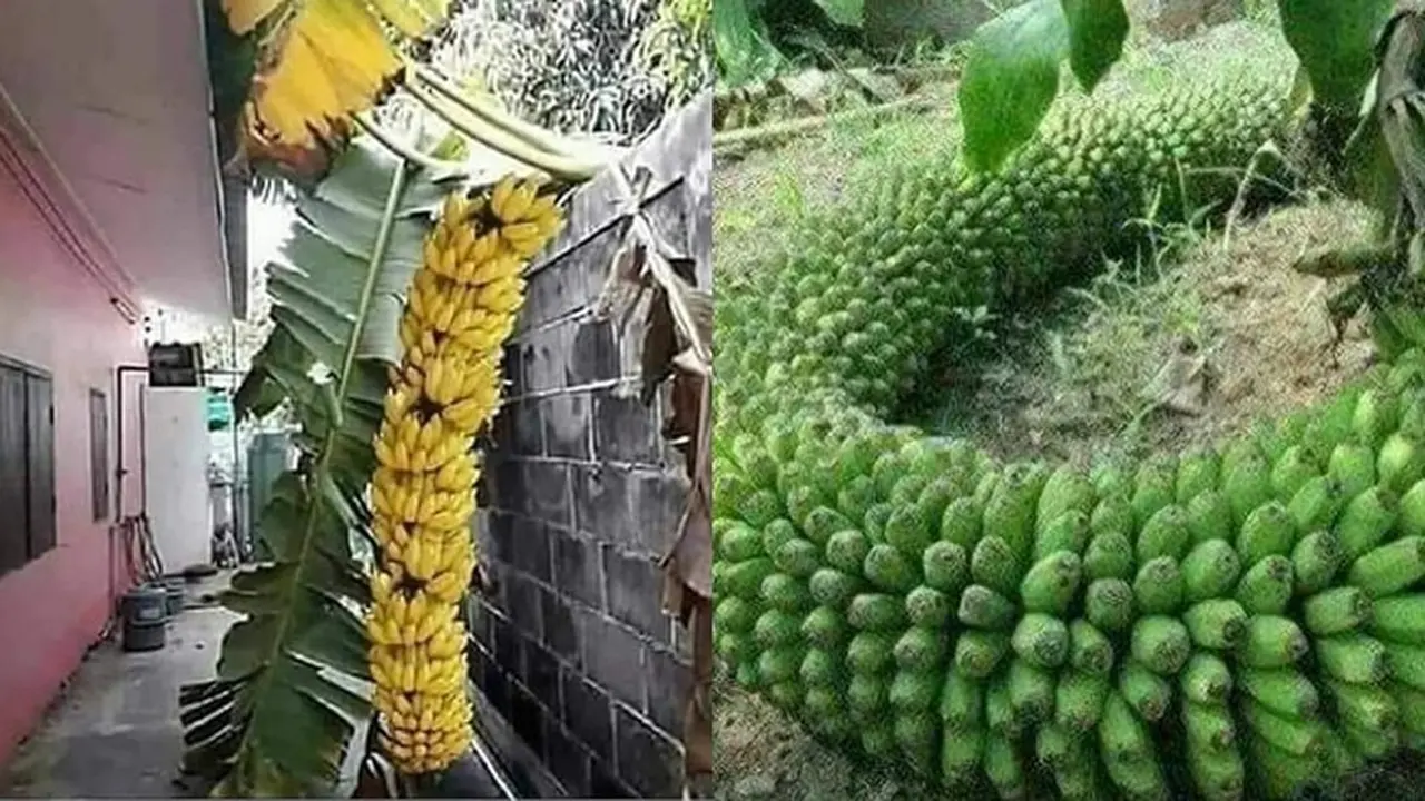 6 Rezeki Tak Terduga Dapat Banyak Pisang Ini Bikin Senyum Bahagia