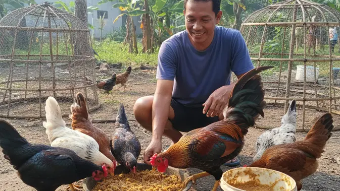 ternak ayam kampung (AI Generated)