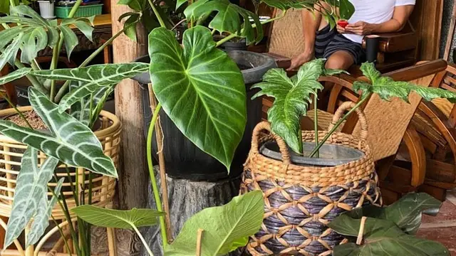 Anjasmara
