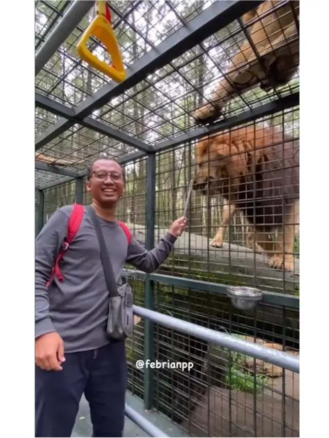 Kunjungi Taman Safari Lagi, Ini 6 Momen Damai 'Pelaku' dan Korban Tabrak Singa