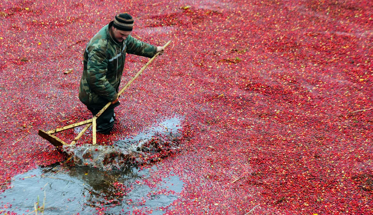 Petani Belarusia mengumpulkan cranberry di sebuah peternakan di desa Selishche, sekitar 290 km selatan Minsk, pada 9 Oktober 2017. (AFP Photo/Sergei Gapon)