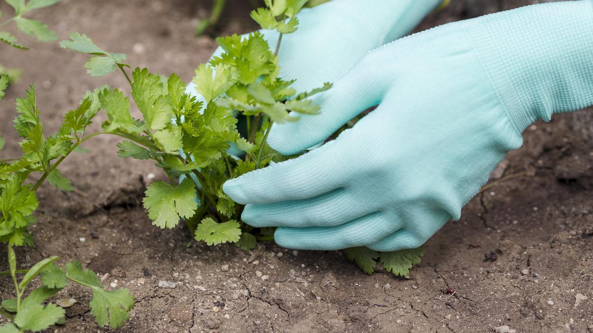 7 Cara Menanam Seledri dari Sisa Batang Dapur, Mudah untuk Pemula