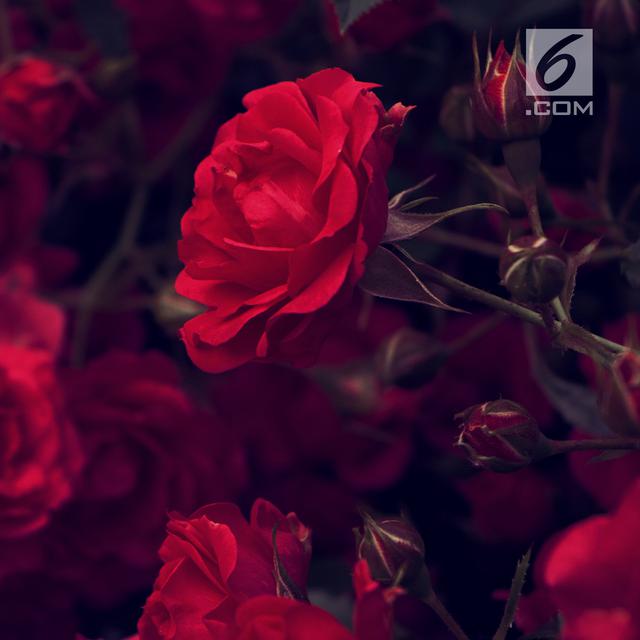 9 Arti Bunga Mawar Dan Maknanya Yang Mendalam Sambut