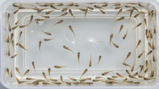 Ilustrasi Bibit Ikan Gurame