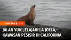 Jalan Yuk kali ini untuk menikmati kawasan pesisir La Jolla di San Diego, California. Di sini banyak galeri seni, karena memang warga La Jolla mencintai seni.