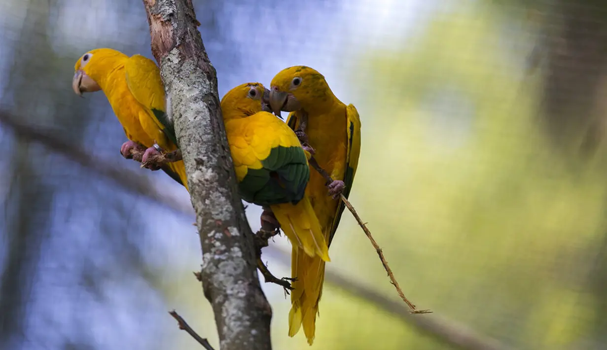Burung Ararajuba bertengger dalam kandang di Biopark of Rio selama tur media di Rio de Janeiro, Brasil, Kamis (18/3/2021). Biopark of Rio ditutup untuk umum selama renovasi mengubah kebun binatang kota tersebut menjadi pusat konservasi keanekaragaman hayati. (AP Photo/Bruna Prado)