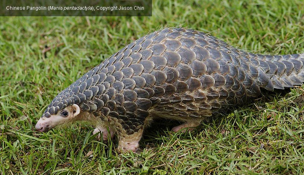 Trenggiling atau Pangolin termasuk salah satu hewan purba yang unik. Ia diperkirakan telah hidup   sejak 34-23 juta tahun yang lalu. Di Sumatra, Trenggiling masih dapat dijumpai   (www.pangolinsg.org)