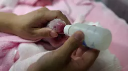 Petugas memberikan susu ke salah satu bayi panda kembar yang baru dilahirkan di pusat pengembangbiakan di Chengdu, China, 21 Juni 2016. Kedua bayi panda itu masih ditempatkan di dalam inkubator dan dikeluarkan secara berkala untuk diberi makan (AFP Photo)