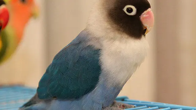 Jenis dan Harga Lovebird