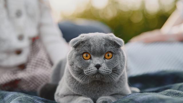 Scottish Fold
