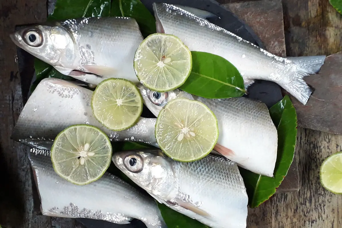 ikan bandeng mentah