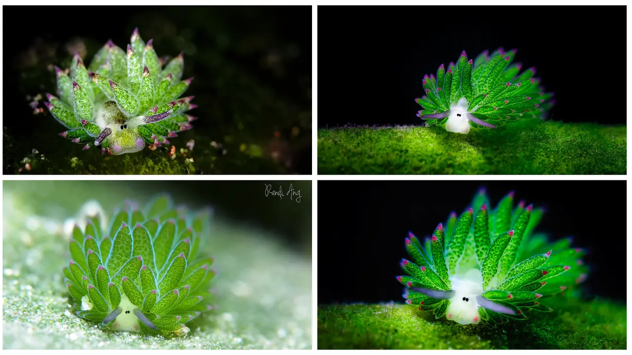 Menggemaskan, Siput Laut Mirip Domba