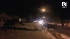 Pihak kepolisian Canton, Ohio menangkap seorang pemuda yang melepaskan 15 kuda pacuan. Akibatnya seekor kuda mati tenggelam di Danau Meyers.
