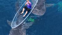 Akhir pekan menjadi momen favorit bagi wisatawan untuk menikmati pesona wisata hiu paus (Rhincodon typus) di perairan Botubarani, Kabupaten Bone Bolango (Arfandi Ibrahim/Liputan6.com)