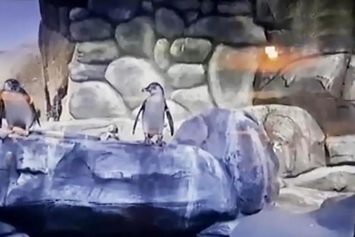 Penguin