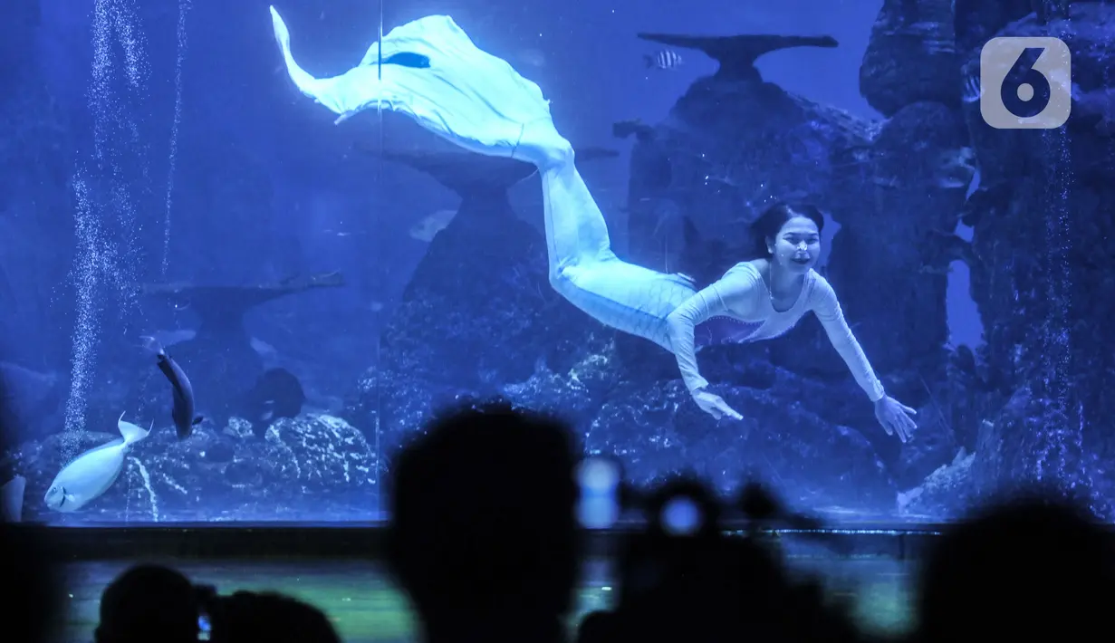 Atraksi putri duyung saat pertunjukkan bawah air di Jakarta Aquarium dan Safari (JAQS), Neo Soho Mall, Jakarta, Rabu  (21/4/2021). JAQS menghadirkan pertunjukkan putri duyung dalam rangka memperingati Hari Kartini. (merdeka.com/Iqbal S Nugroho)