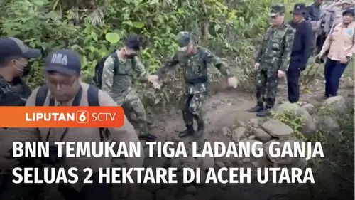 VIDEO: BNN Temukan Tiga Ladang Ganja Seluas 2 Hektare di Aceh Utara