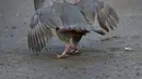 Dua ekor burung partridge (chukar) saat diadu dalam pertarungan tradisional di Erbil, Irak (13/5). Pertarungan burung yang sering berdiam di tanah ini telah digemari sejak puluhan tahun lalu. (AFP PHOTO/Safin Hamed)
