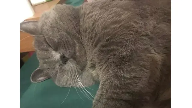 Kucing Ini Kawin dengan 5 Betina dalam Semalam, Kondisinya Kini Bikin Miris