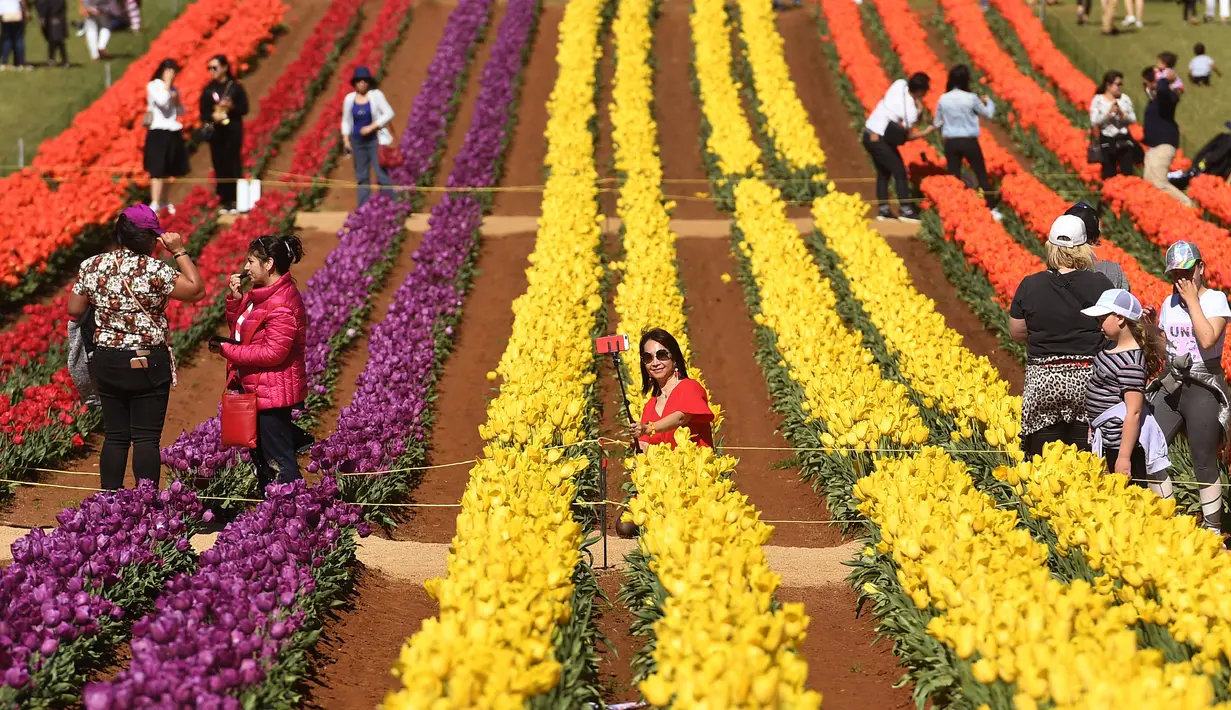 Pengunjung berada di antara bunga tulip selama Tesselaar Tulip Festival di Silvan, Dandenong Ranges, Melbourne (27/9). Pengunjung antusias melihat lebih dari satu juta warna-warni bunga, termasuk 900.000 tulip. (AFP Photo/William West)