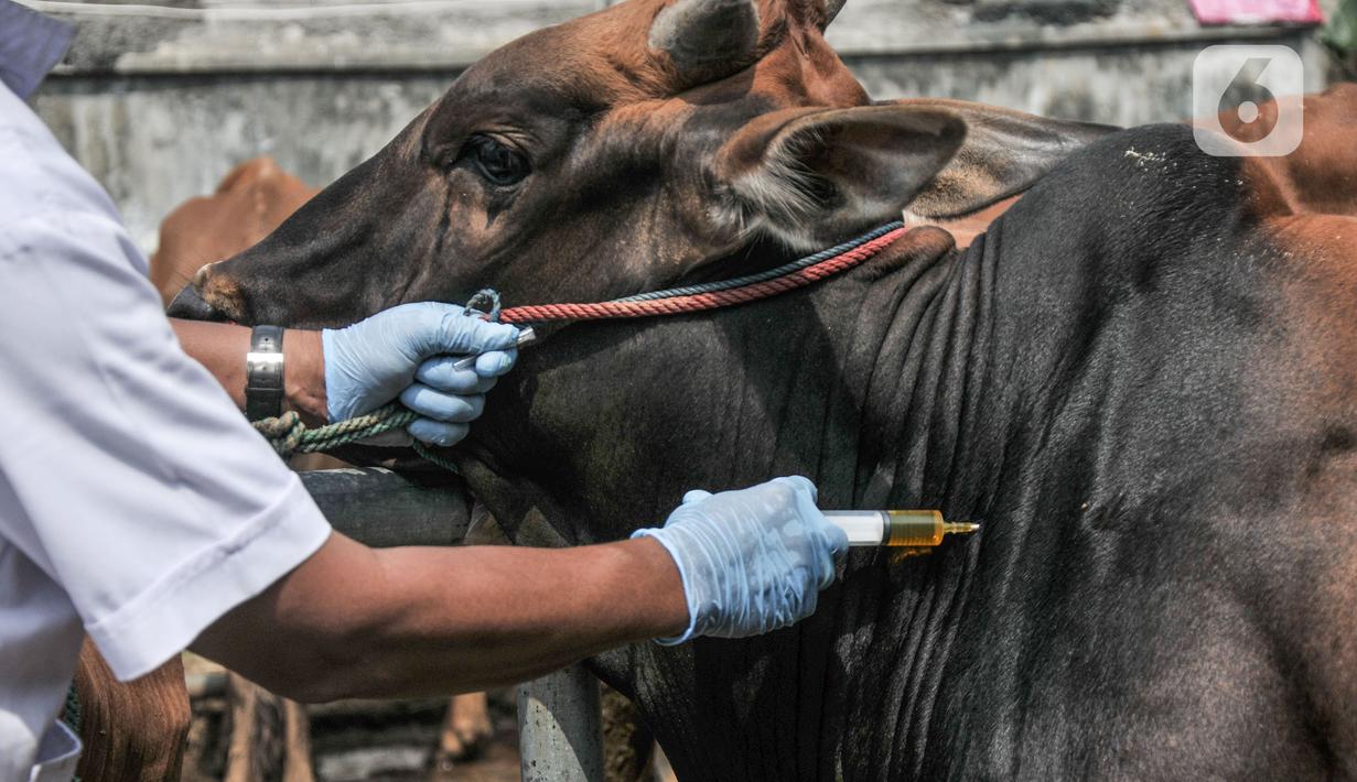 Tim dokter dari Sudin KPKP Jakarta Timur menyuntikan vitamin kepada hewan kurban di Jalan I Gusti Ngurah Rai, Jakarta, Kamis (15/7/2021). Pemeriksaan untuk menjamin kepada masyarakat bahwa hewan kurban yang dijual telah memenuhi syarat kesehatan. (merdeka.com/Iqbal S. Nugroho)
