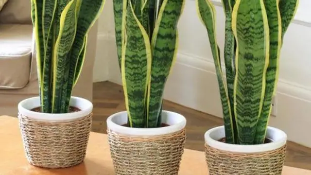 5 Tanaman Ini Mudah Dipelihara di Dalam Ruangan, Yuk Coba