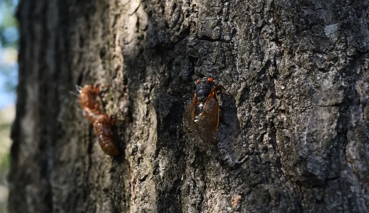 Jangkrik Brood X memanjat pohon oak di Washington DC, Amerika Serikat, 20 Mei 202. Jangkrik Brood X jadi sumber makanan berprotein tinggi untuk burung, hewan, dan serangga. (MANDEL NGAN/AFP)