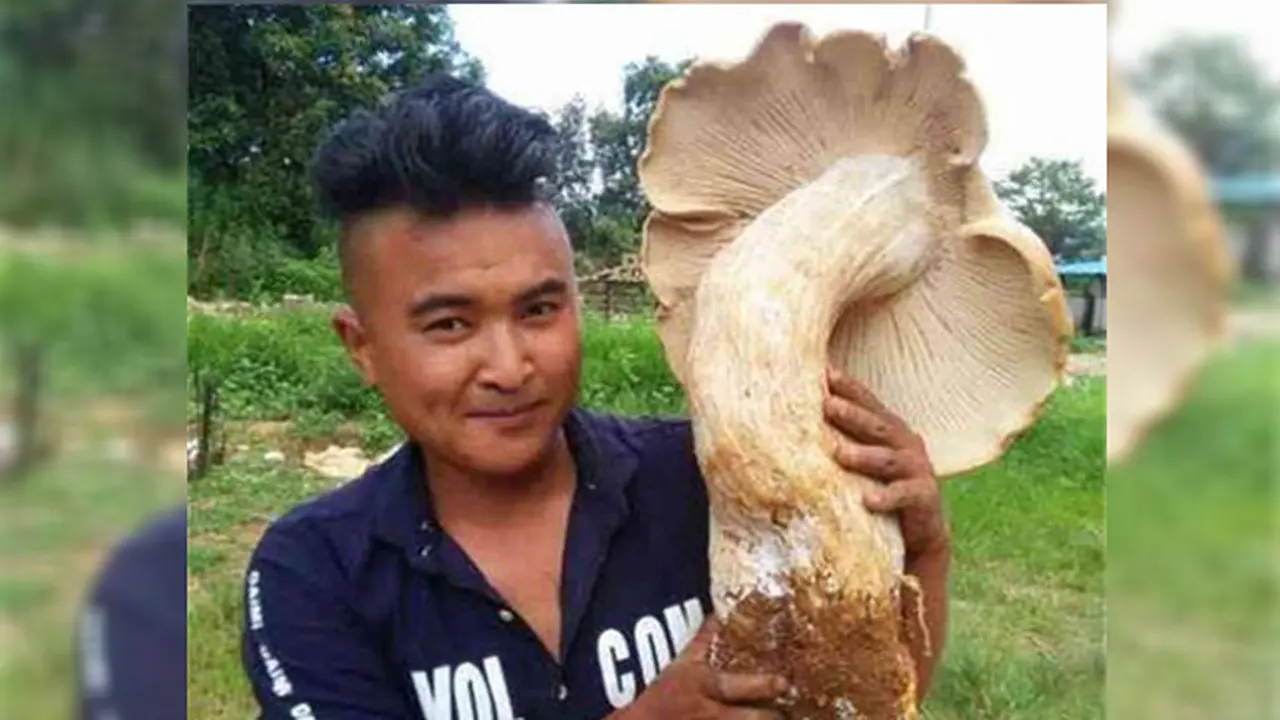 3 Jamur Raksasa Tumbuh Liar, Keanehannya Hebohkan Warga 