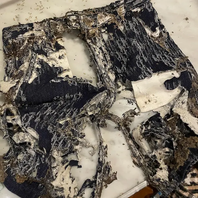7 Potret Baju Branded Anak Rachel Vennya Dimakan Rayap, Ditaksir Jutaan Rupiah