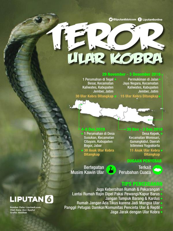 Infografis Teror Ular Kobra. (Liputan6.com/Abdillah)