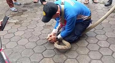 Geger King Kobra Keluar Dari Paket Ekspedisi di Cirebon