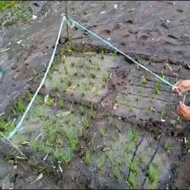 6 Penampakan Sawah Nyeleneh Ini Bikin Tepuk Jidat, Bisa Gagal Panen