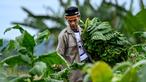 Seorang pria mengumpulkan daun tembakau di sebuah perkebunan di Kuta Cot Glie, Provinsi Aceh pada 2 Agustus 2025. (CHAIDEER MAHYUDDIN/AFP)