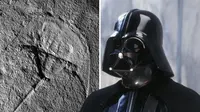 Fosil "Vaderlimulus Tricki" yang mirip dengan wajah Darth Vader. (Foto: Mirror)