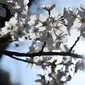 Bunga sakura yang sedang mekar bunganya terlihat di Pemakaman Yanaka di distrik Taito, Tokyo, Jepang (26/3). Pohon sakura berbunga setiap satu tahun sekali, kuncup bunga sakura mulai terlihat di akhir musim dingin pada bulan Maret. (AFP Photo/Charly Triballeua)