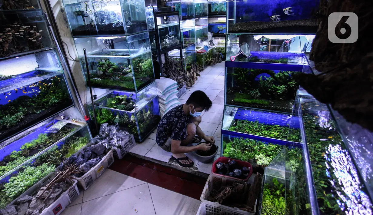 Penjual mengecek ikan di Sentra Ikan Hias, Dinas Kelautan, Pertanian dan Ketahanan Pangan DKI Jakarta, Senin (9/8/2021). Selama masa pandemi Covid-19 pendapatan para penjual ikan hias mengalami penurunan yang cukup signifikan. kerumunan. (Liputan6.com/Johan Tallo)