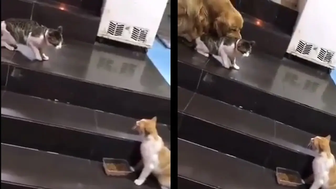 Aksi Anjing Coba Lerai Kucing Lagi Ribut Ini Bikin Gemas