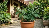 Cara Menanam Leunca dari Biji, Bisa Tumbuh Subur di Halaman Rumah