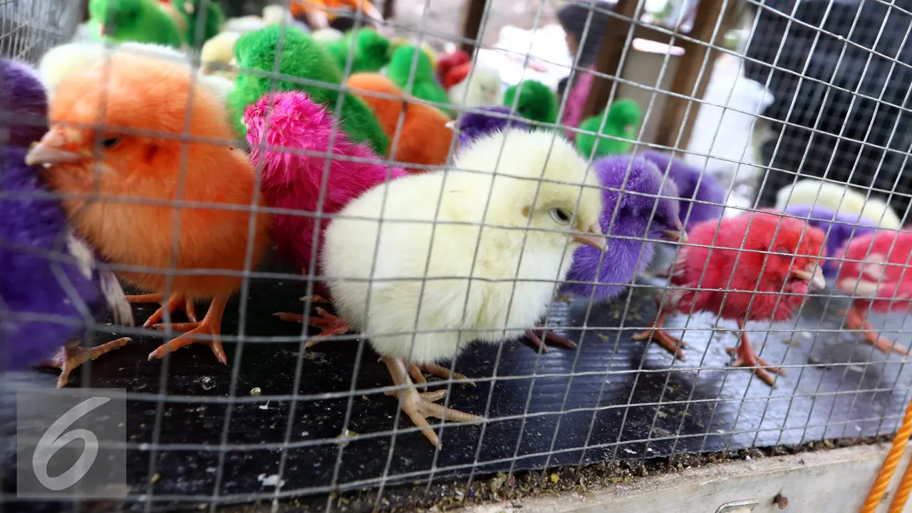 pakan ayam warna warni supaya cepat besar