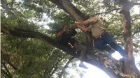 Matt Wright bersama petugas BKSDA Sulteng sedang mengikat tali ke pohon untuk digunakan menyuplai umpan ke perangkap di Sungai Palu, Jumat (28/2/2020). (Liputan6.com/Heri Susanto)